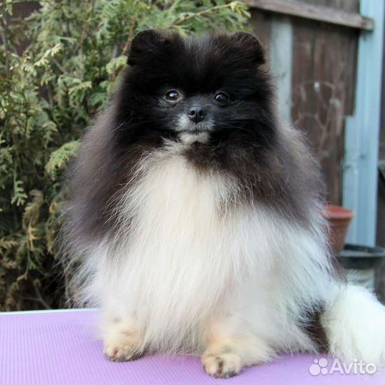 Померанский шпиц, крошечный мальчик