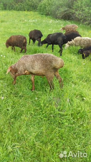 Овцы бараны ягнята