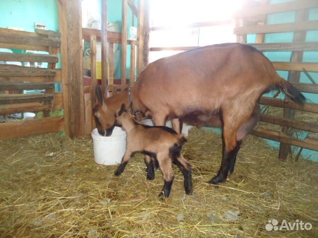 Чешские козочки и козлики