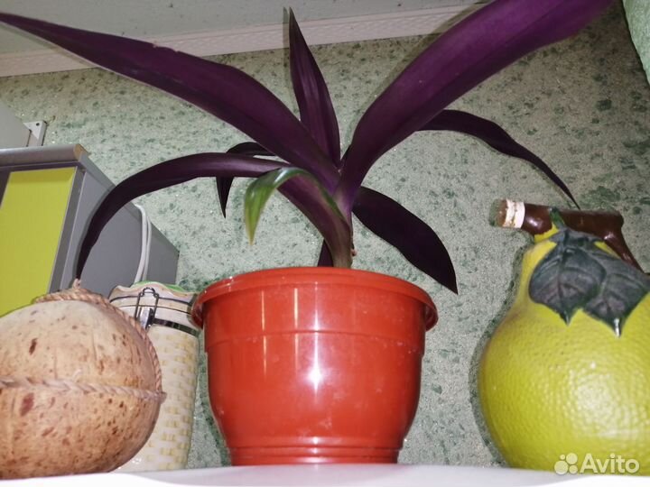 Рео, традисканция пурпурная