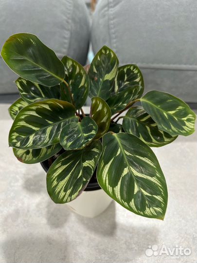 Комнатные растения, Калатеи, Нолина