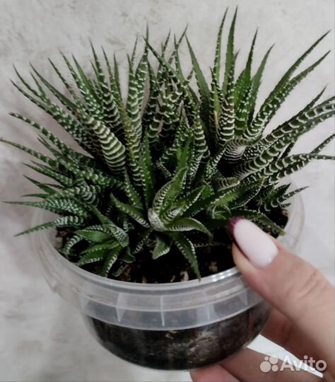 Суккуленты хавортия