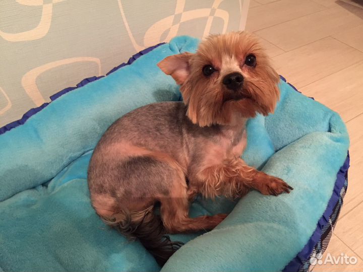 Йоркширский терьер