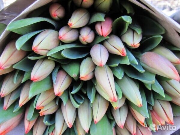 Тюльпаны к 8 марта оптом и в розницу экстра класса