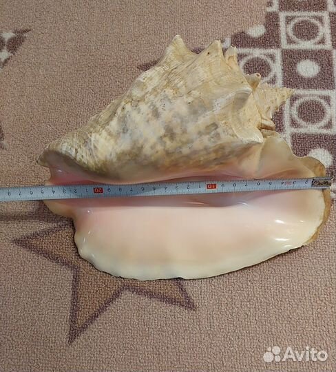 Морские ракушки раковины