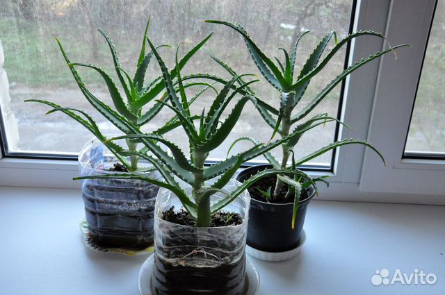 Алоэ лечебный