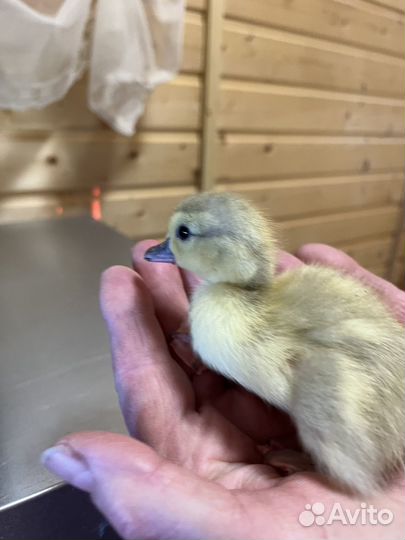 Индоутята мускусных породы уток