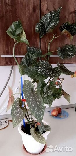 Бегония королевская