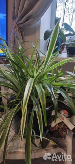 Хлорофитум