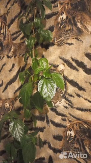 Гибискус китайская роза