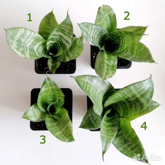 Сансевиерия Ханни