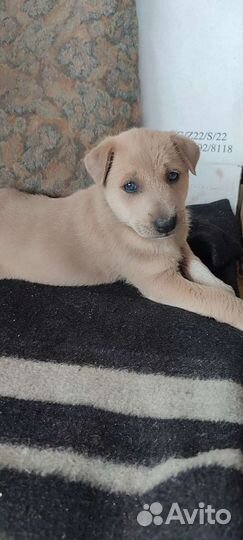 Собака в добрые руки щенок