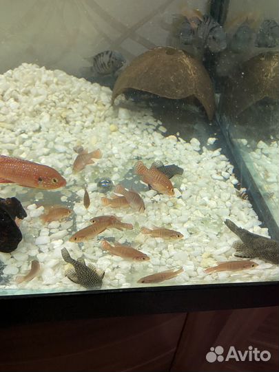 Хромис красавец