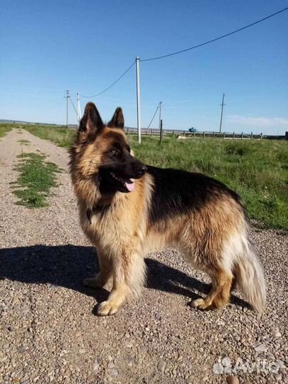 Немецкая овчарка вязка