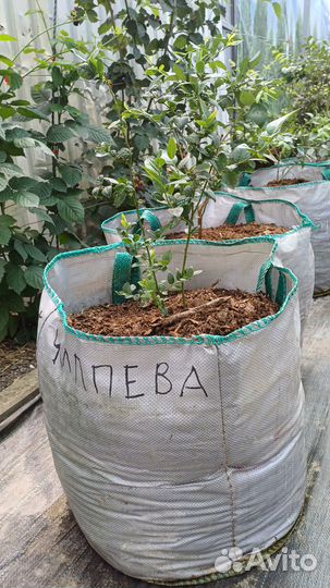 Саженцы голубики 3 летние