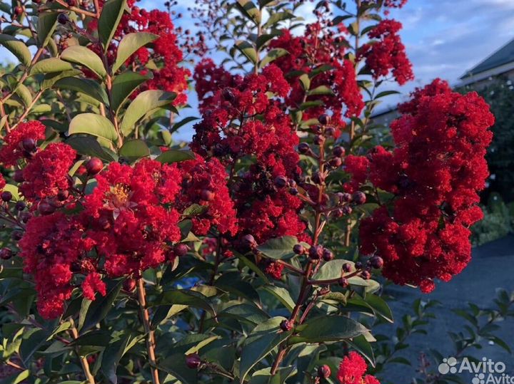 Лагерстремии садовые растения