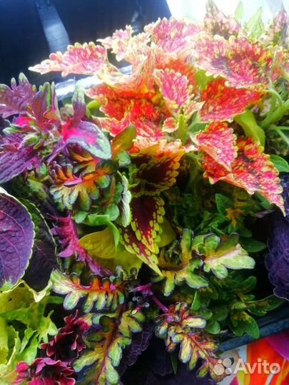 Колеусы сортовые