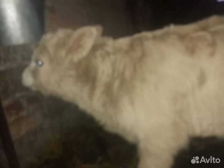 Бычок и телка