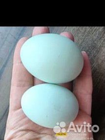 Петушок и курочка ухейилюй черные