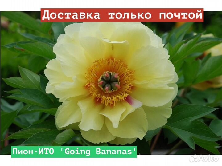 Пион-ито Going Bananas