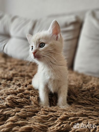 Котята в добрые руки приучены к лотку