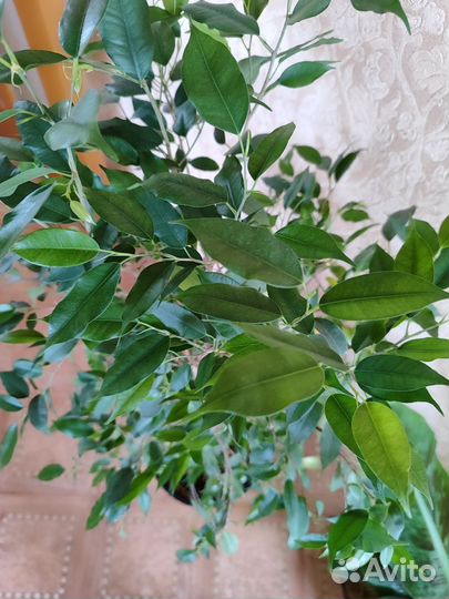 Бенджамина