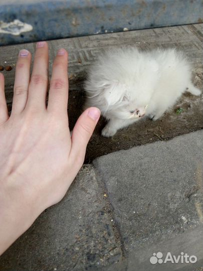 Кошка в дар бесплатно