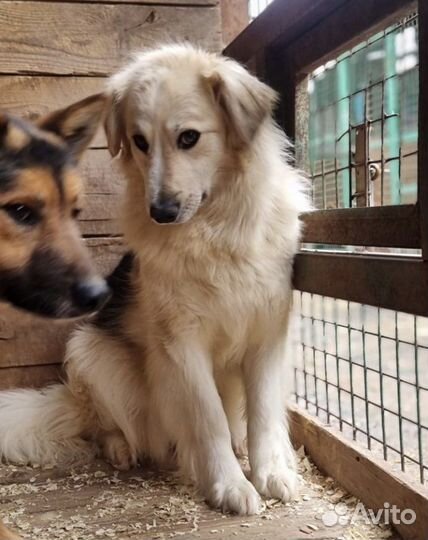 Очаровательная Ванесса ищет добрые ручки