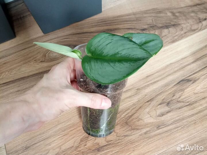 Сциндапсус мунлайт