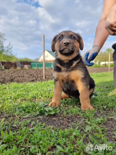 Немецкая овчарка