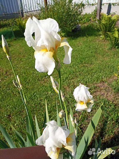 Многолетние цветы