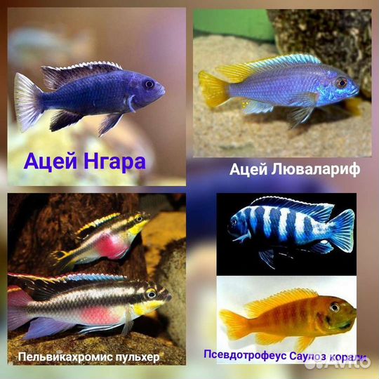 Аквариумные рыбки+ цихлиды