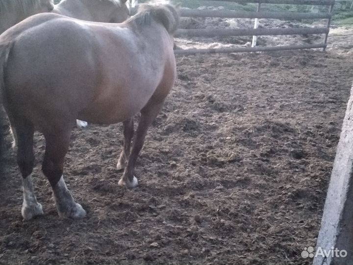 Лошади и курдючные барашки