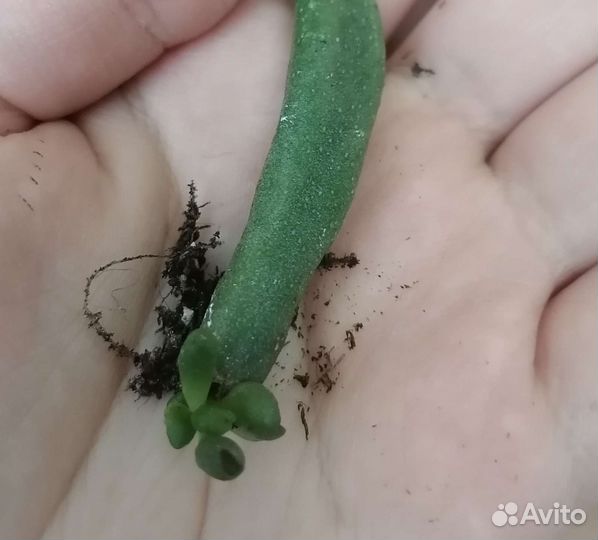 Суккуленты Крассула Хоббит, Пахифитум