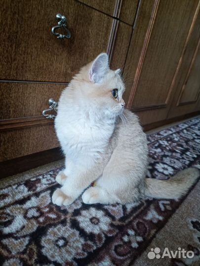Кошка в добрые руки