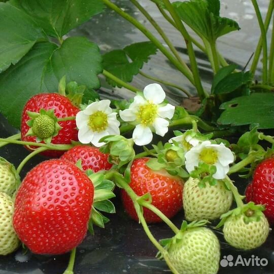 Клубника Сенсация усы