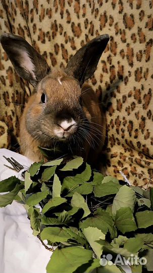 Корм, засушки, веники для грызунов и кроликов