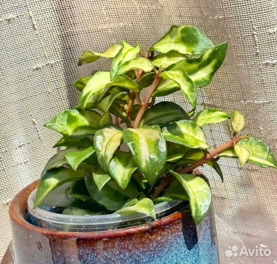 Хойя lacunosa tricolor bruno