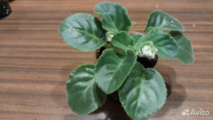 Фиалка Букет невесты на любое пожелание