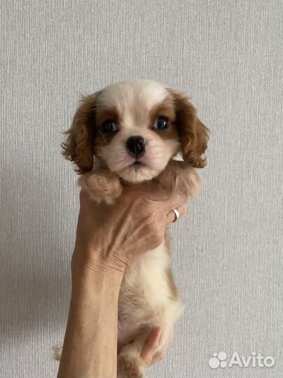 Щенки кавалер кинг чарльз спаниель бленхейм