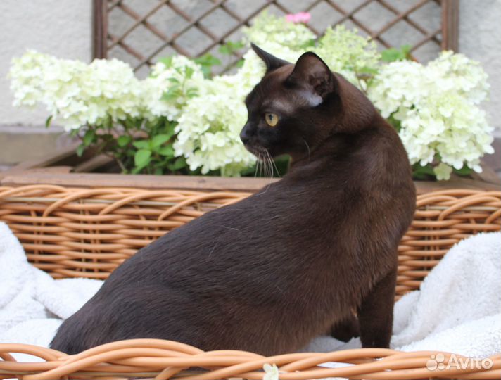 Европейская бурма