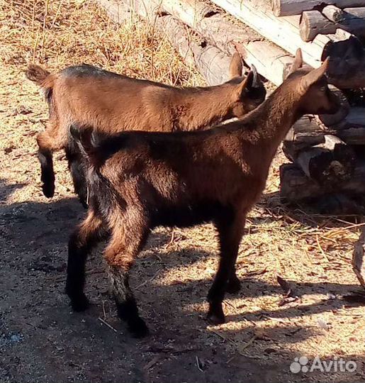 Козлик чп чех