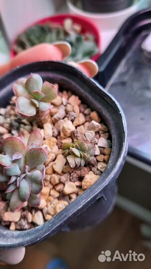 Эхеверия Трампет Пинки