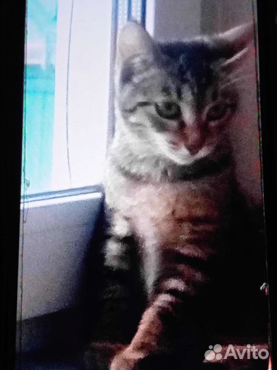 Зоогостиница передержка для животных