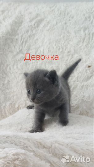 Отдать котят в хорошие, добрые нежные руки