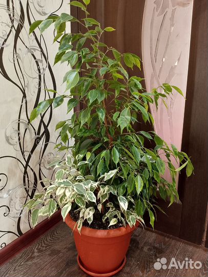 Фикус бенджамина
