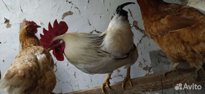 Петух Адлерский серебристый