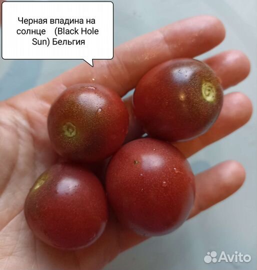 Семена томата, перца, редиски, огурца, дыни