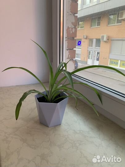 Хлорофитум