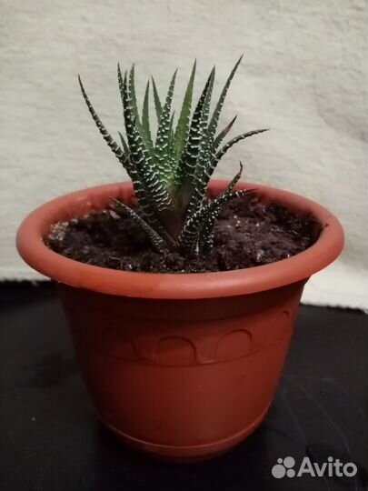 Хавортия Комнатный цветок